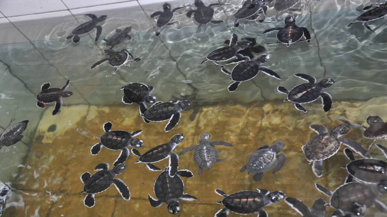 Wycieczka wzdłuż wybrzeża do Galle z Beruwali