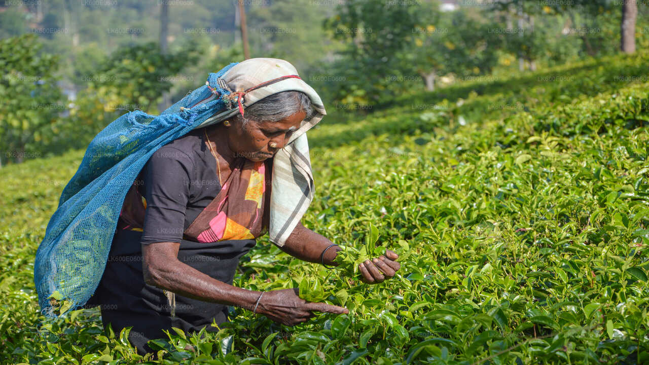 Najważniejsze atrakcje południowego wybrzeża i safari rzeczne z Beruwali