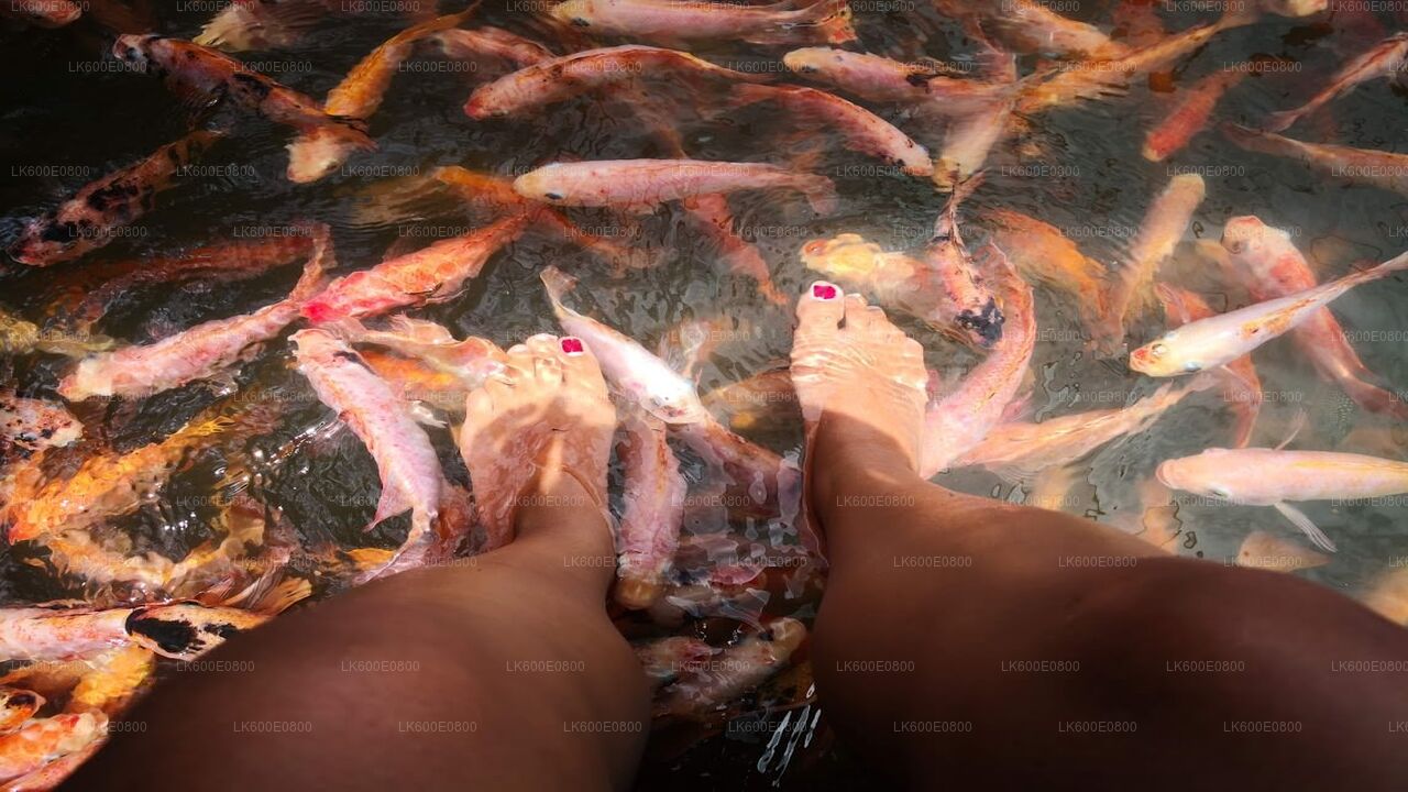 Wycieczka po mieście Bentota i Galle z Beruwali