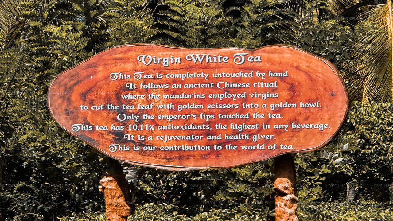 A sign at a tea factory with text describing the history and process of making virgin white tea, with a background of a forest.