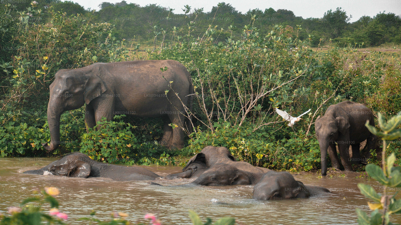 Udawalawe National Park Safari from Colombo