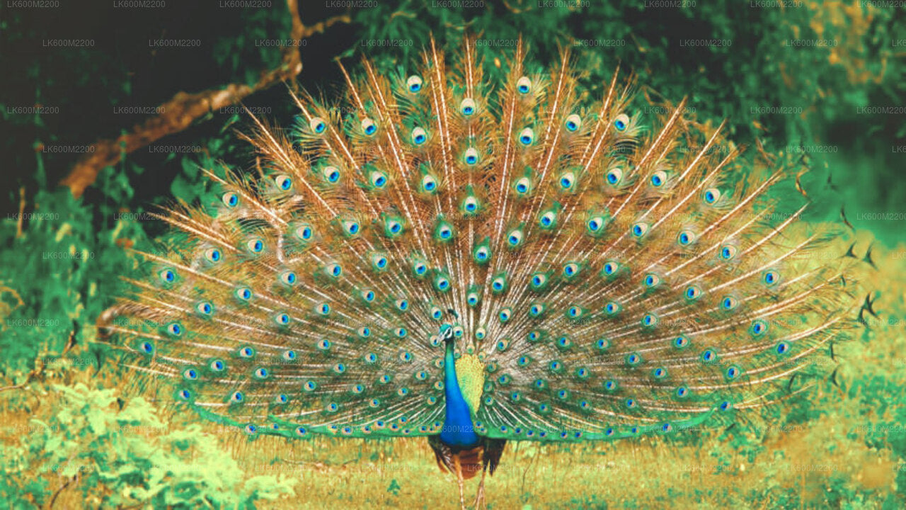 Safari w Parku Narodowym Yala z Elli