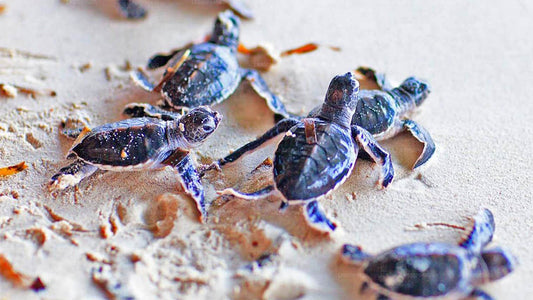 Wycieczka po mieście Bentota z Galle