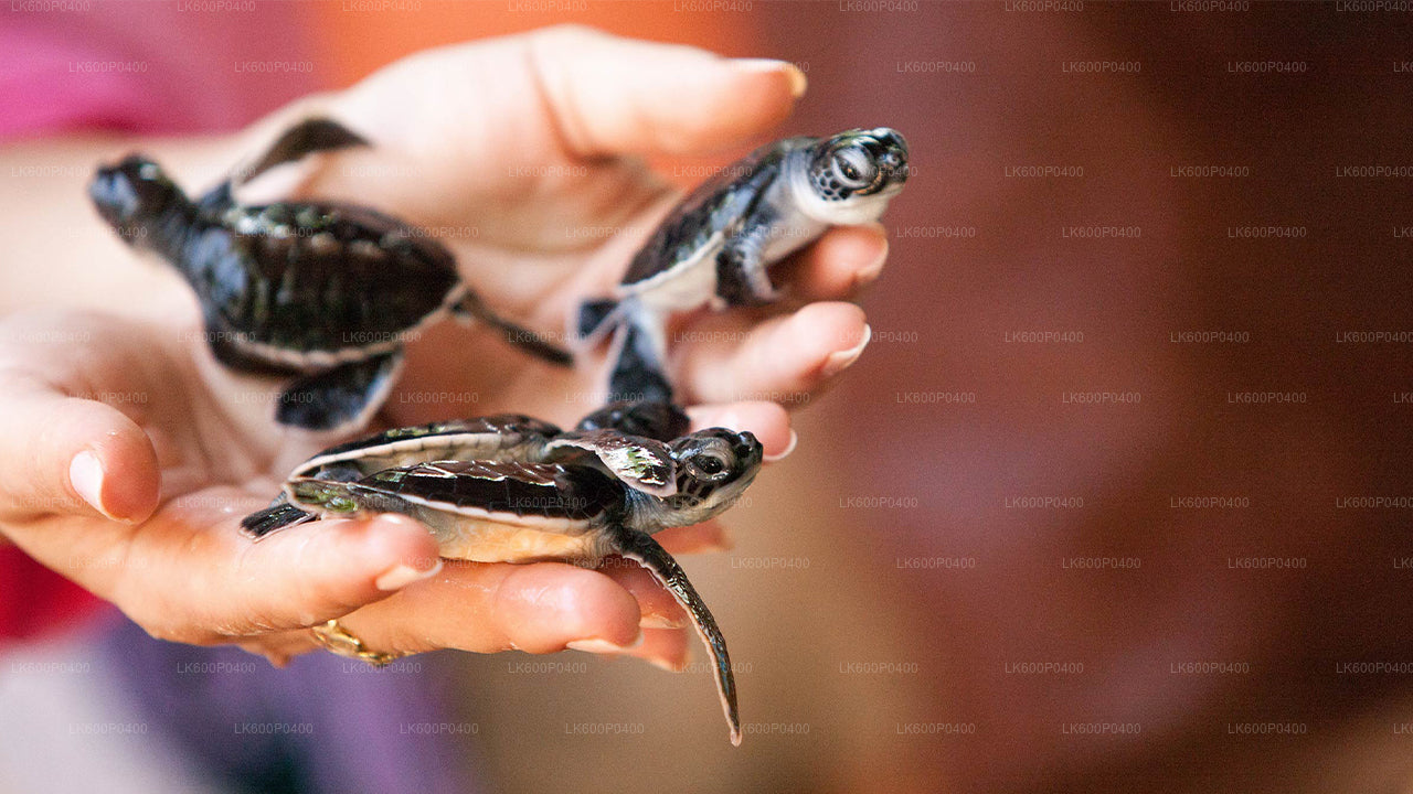 Wycieczka po mieście Bentota z Galle