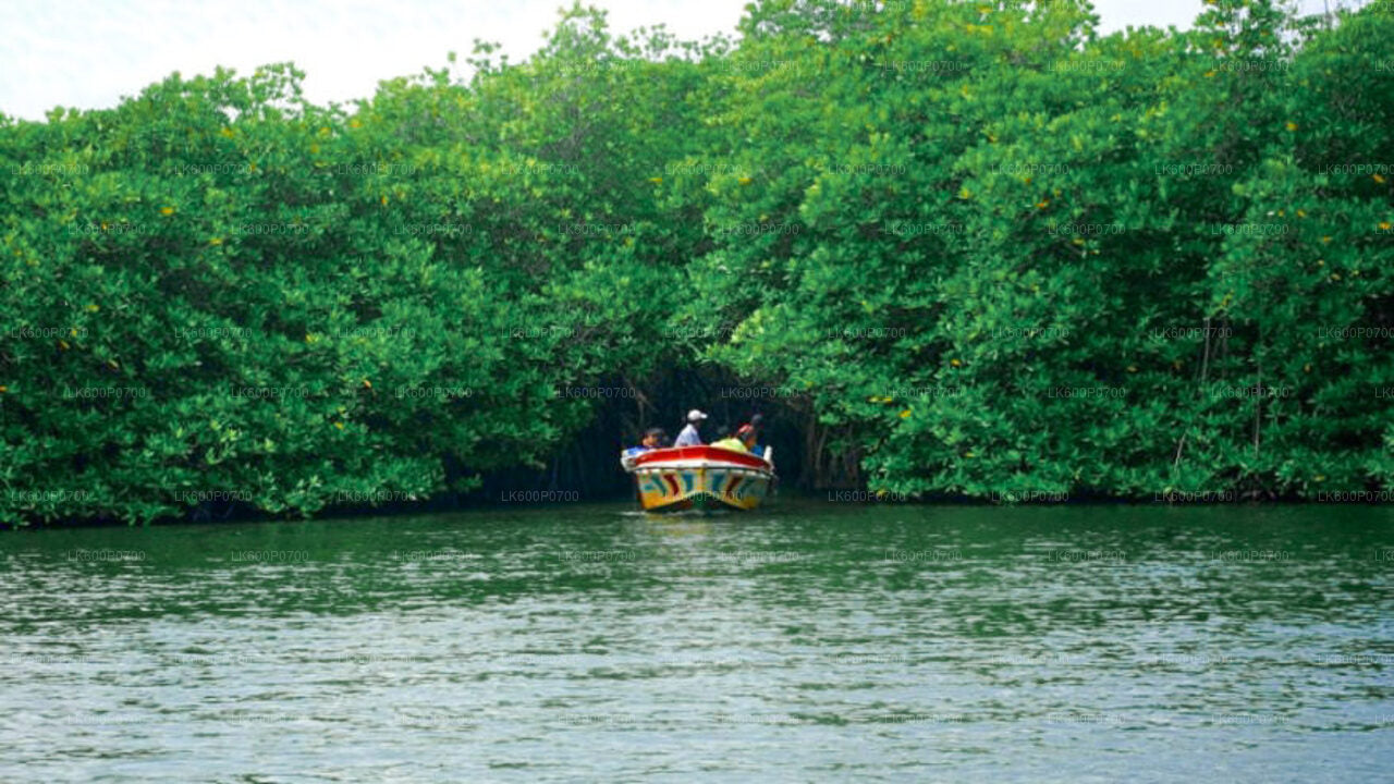 Wycieczka po starożytnym holenderskim forcie i safari rzeczne z Galle