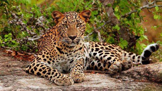 Safari w Parku Narodowym Yala z Hikkaduwa