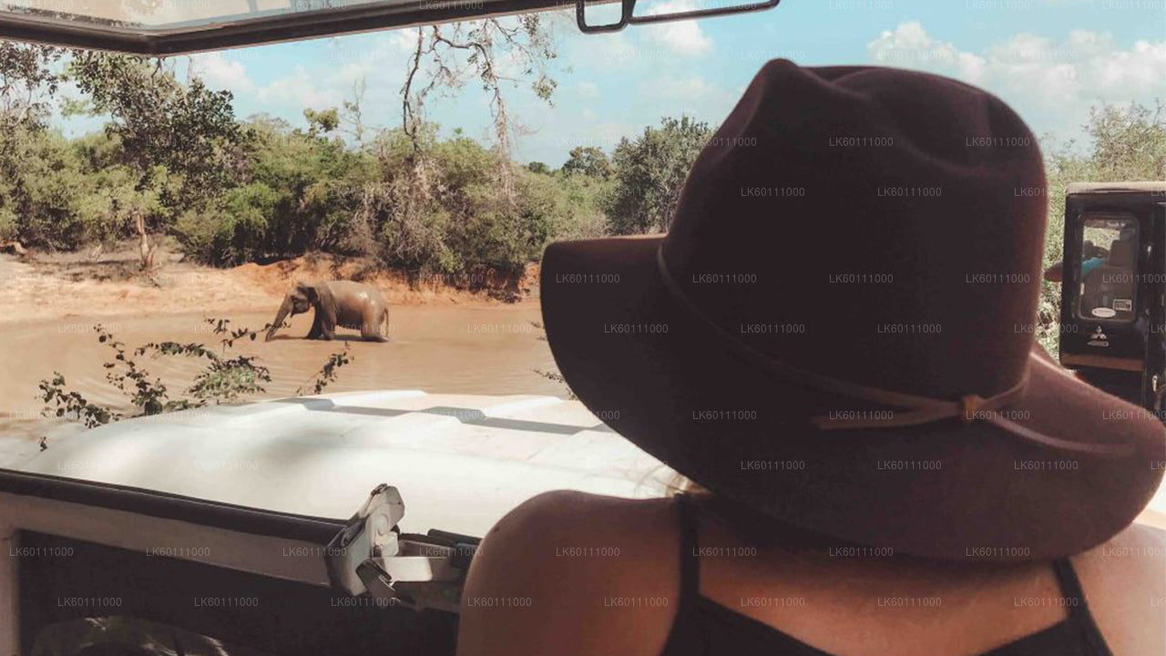 Safari w Parku Narodowym Yala z Hikkaduwa