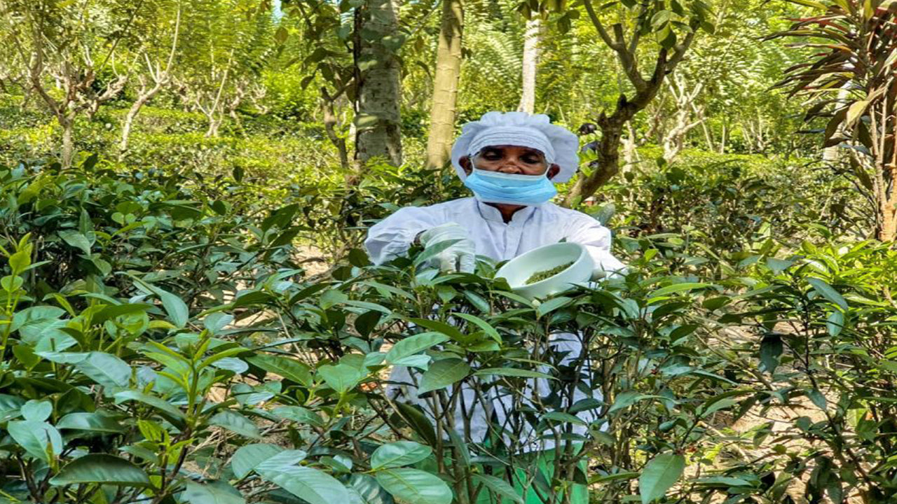 Balapitiya, Handunugoda i Galle z Bentoty