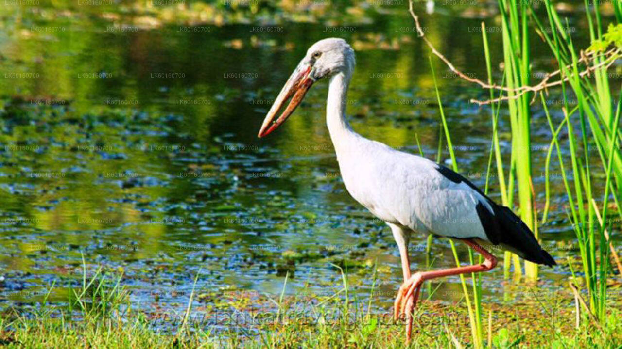 Safari w Parku Narodowym Udawalawe z Kalutary