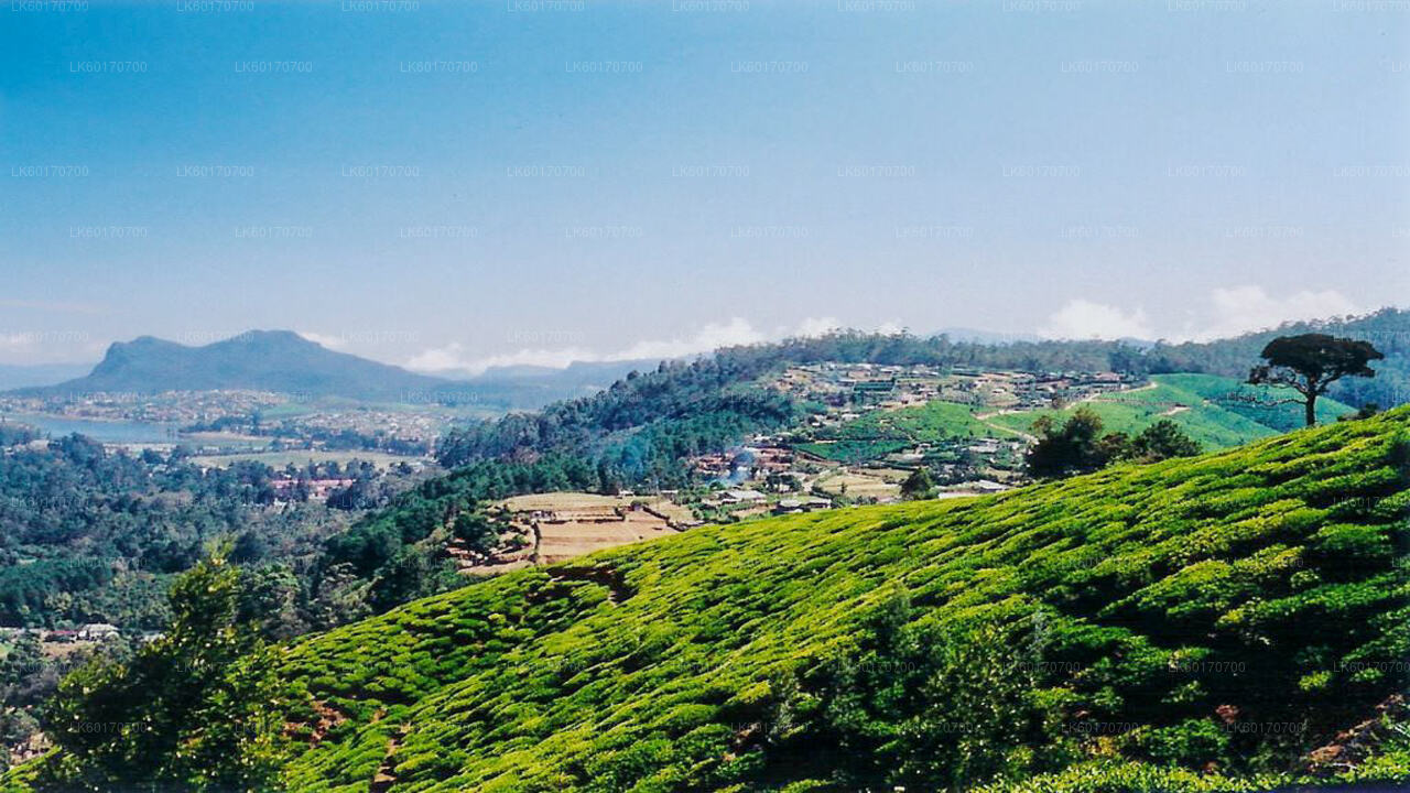 Punkt szczytowy Central Highlands z Kandy
