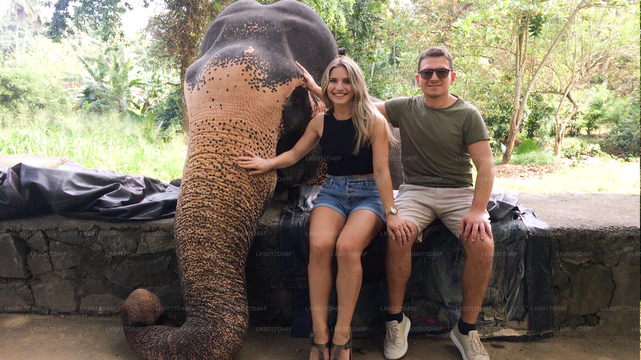 Fundacja Millennium Elephant z Kolombo