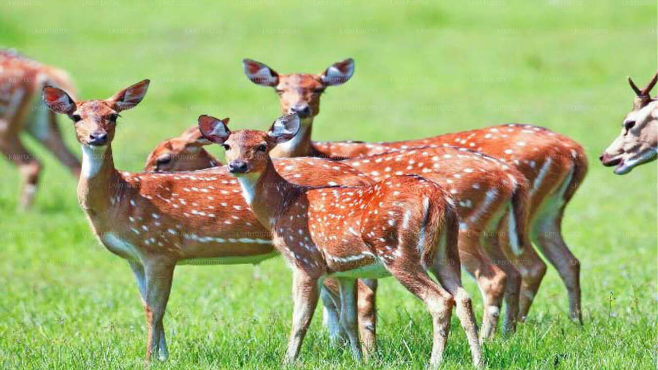 Safari w Parku Narodowym Wasgamuwa z Polonnaruwy