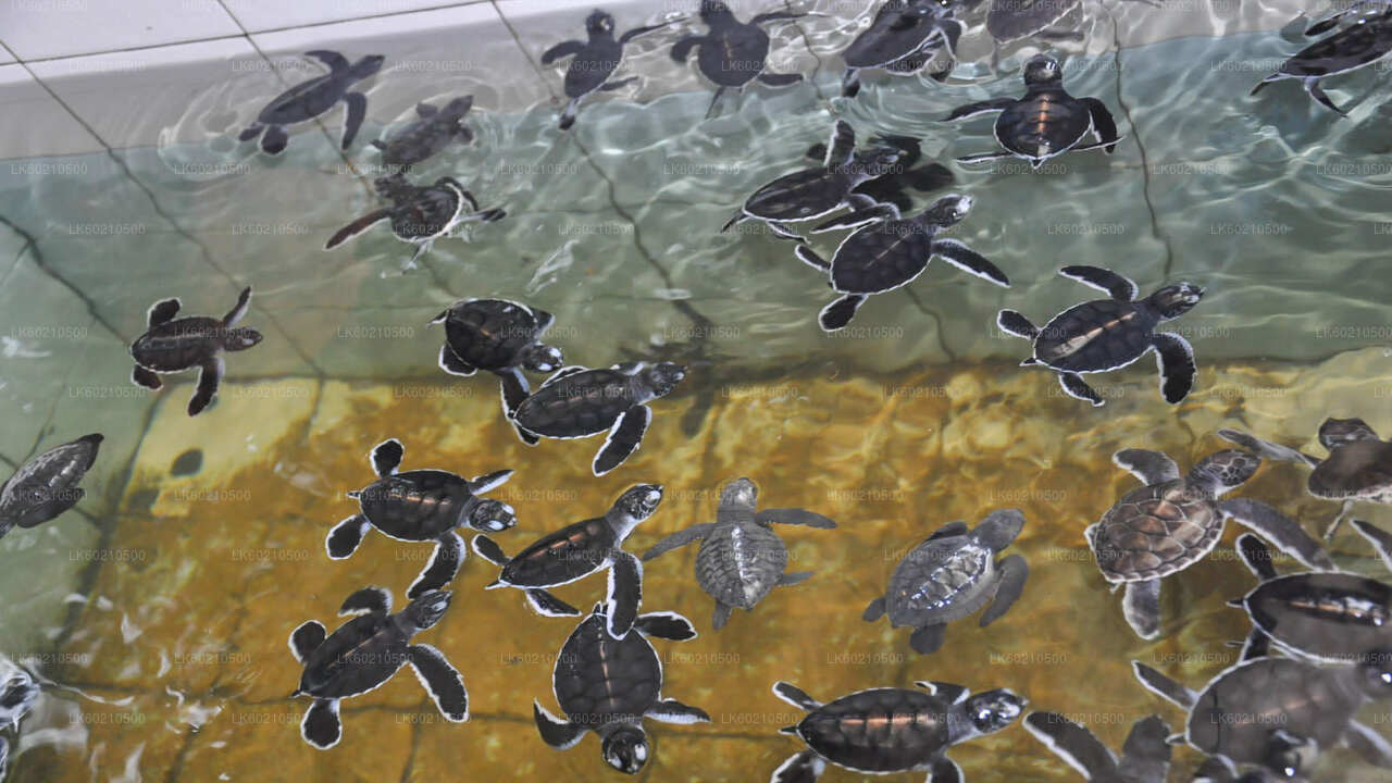 Wycieczka po mieście Bentota z Tangalle