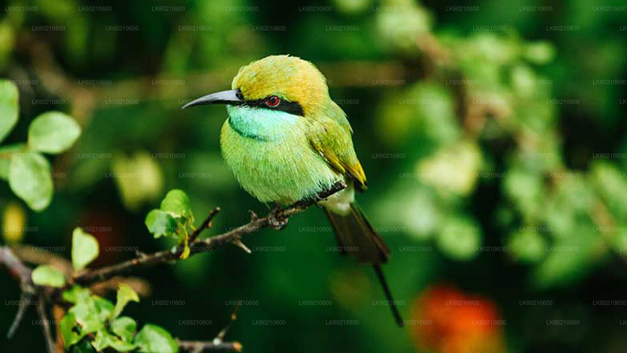 Safari w Parku Narodowym Bundala z Tangalle
