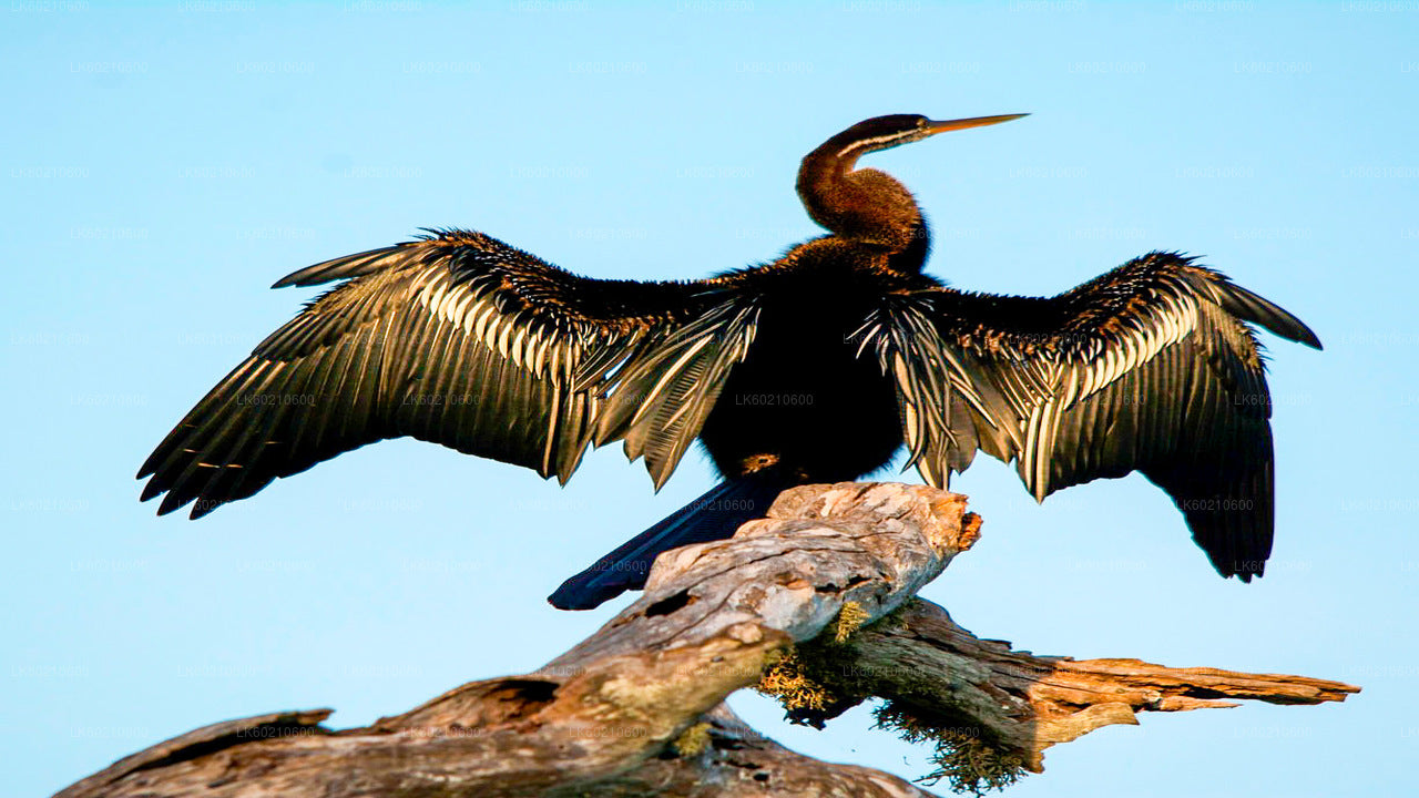 Safari w Parku Narodowym Bundala z Tangalle