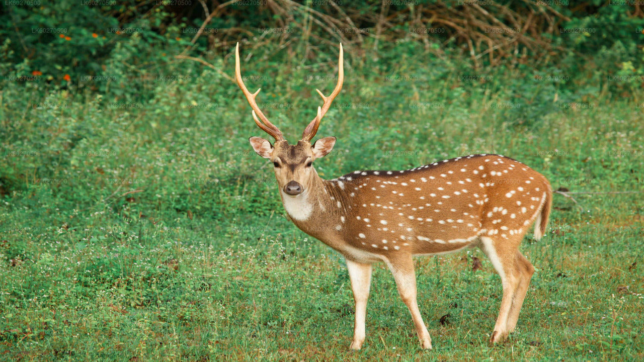 Safari w Parku Narodowym Yala z Dikwella