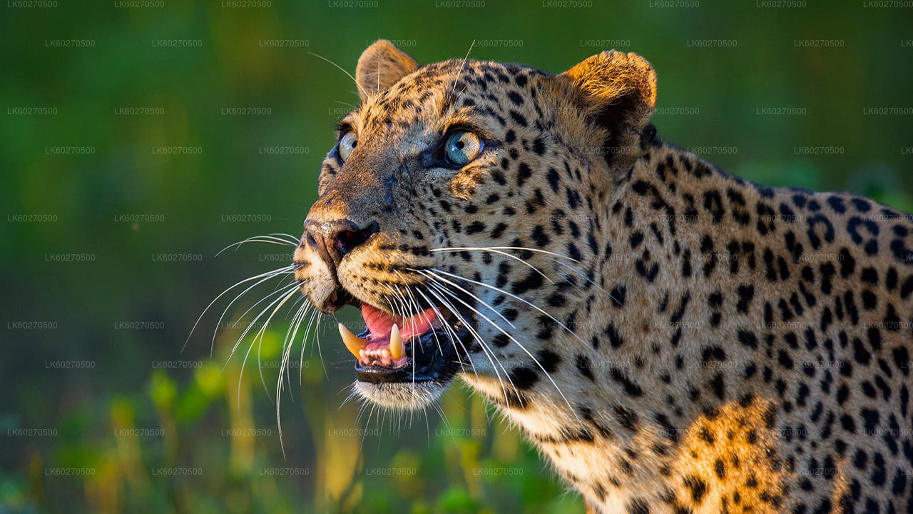 Safari w Parku Narodowym Yala z Dikwella