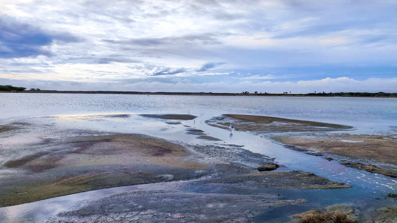 Safari w Parku Narodowym Bundala z Dikwella