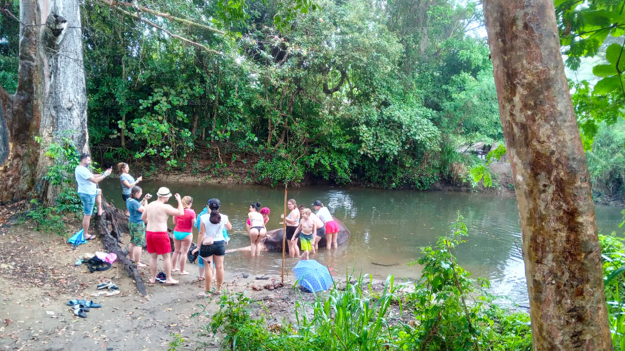 Safari na grzbiecie słonia z Habarany