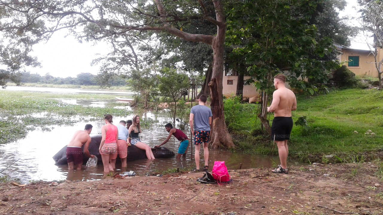 Safari na grzbiecie słonia z Habarany