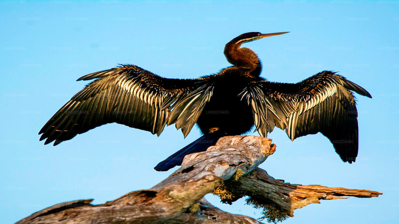 Safari w Parku Narodowym Bundala z Weligama