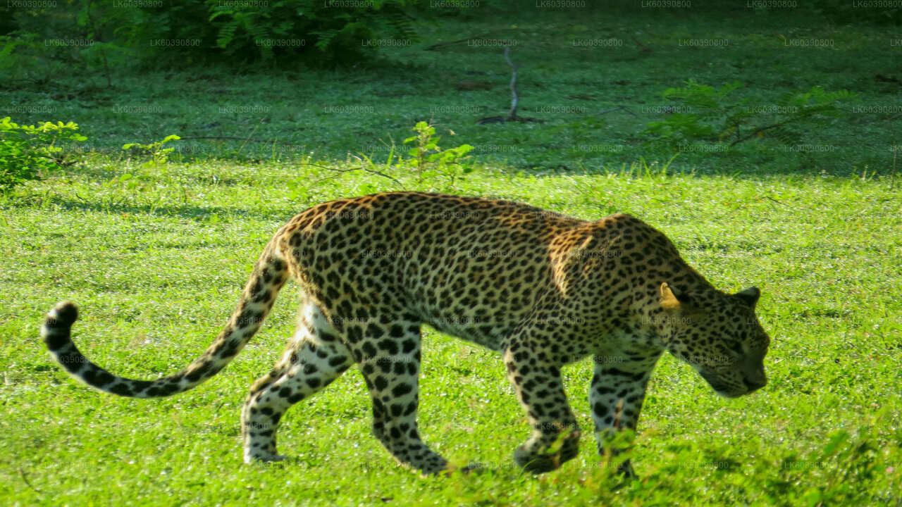 Yala National Park Safari from Balapitiya
