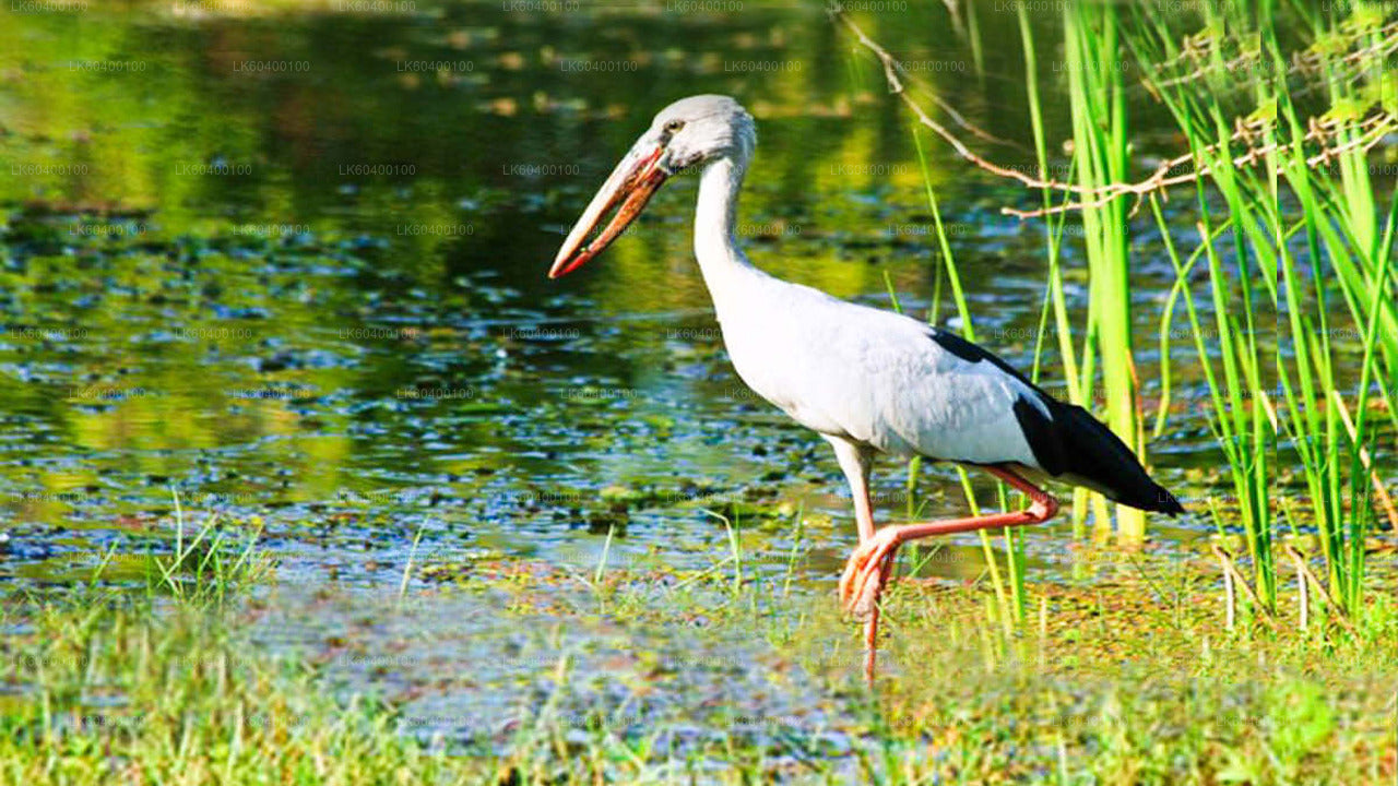Safari w Parku Narodowym Udawalawe z Ahungalla