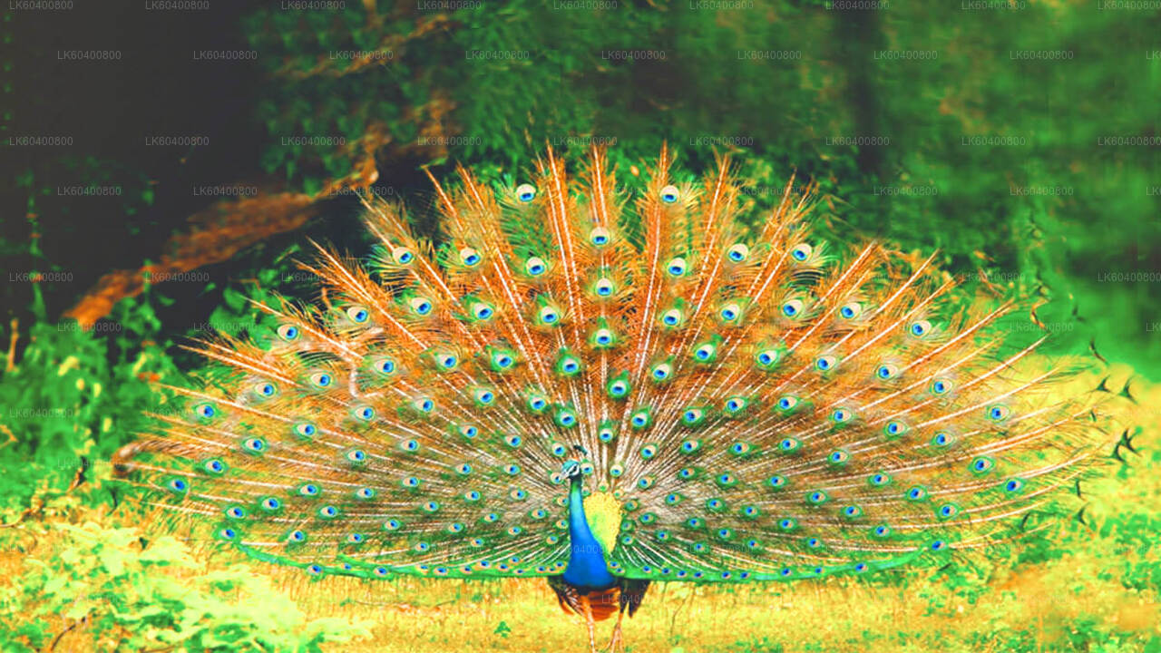 Safari w Parku Narodowym Yala w Ahungalla