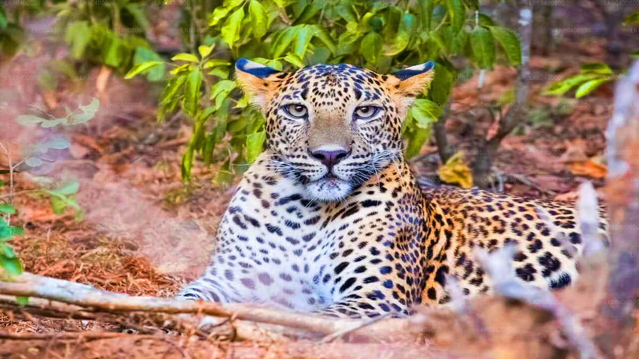 Safari w Parku Narodowym Yala w Ahungalla