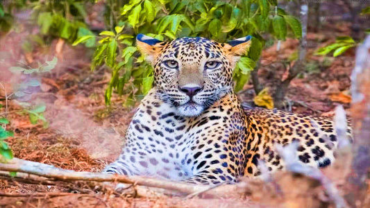 Safari w Parku Narodowym Yala w Ahungalla