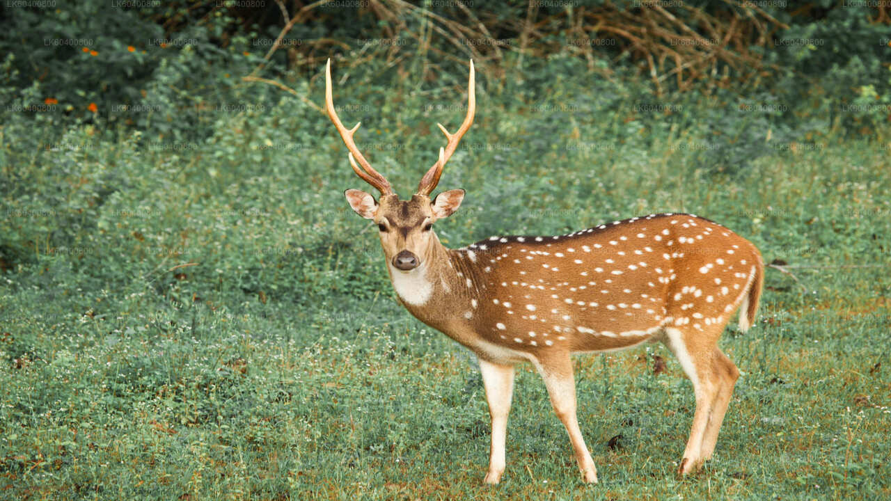 Safari w Parku Narodowym Yala w Ahungalla