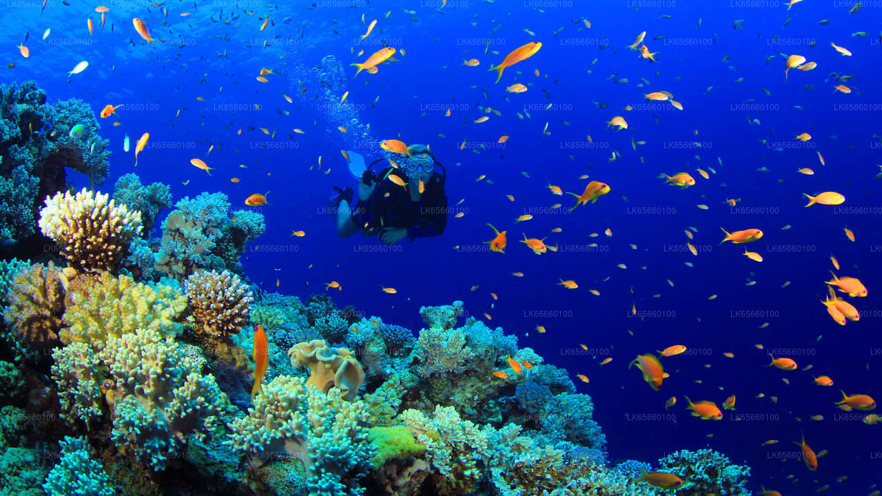 Nurkowanie w lokalizacji Mount Lavinia