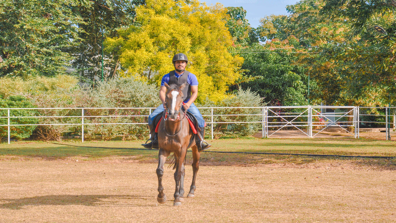 Horse Riding for Professionals from Habarana