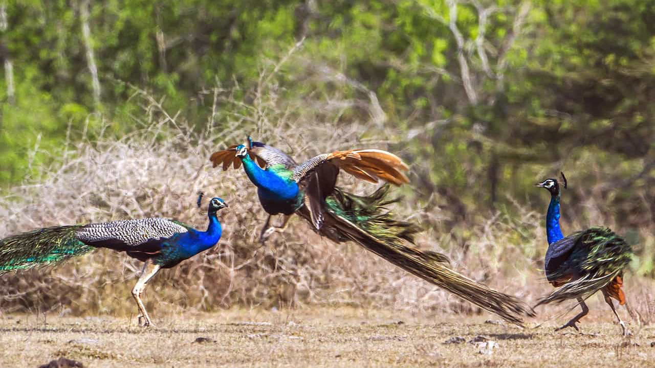 Bilety wstępu do Parku Narodowego Lunugamvehera