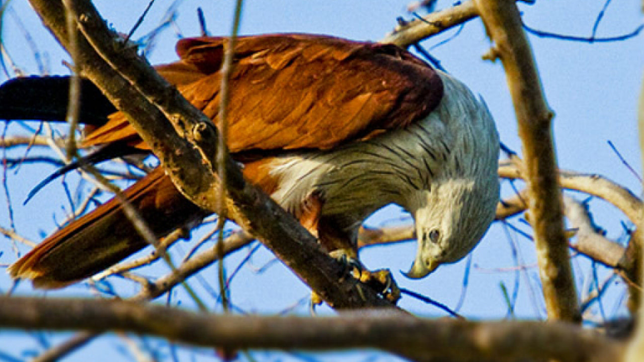Bilet wstępu do Parku Narodowego Minneriya