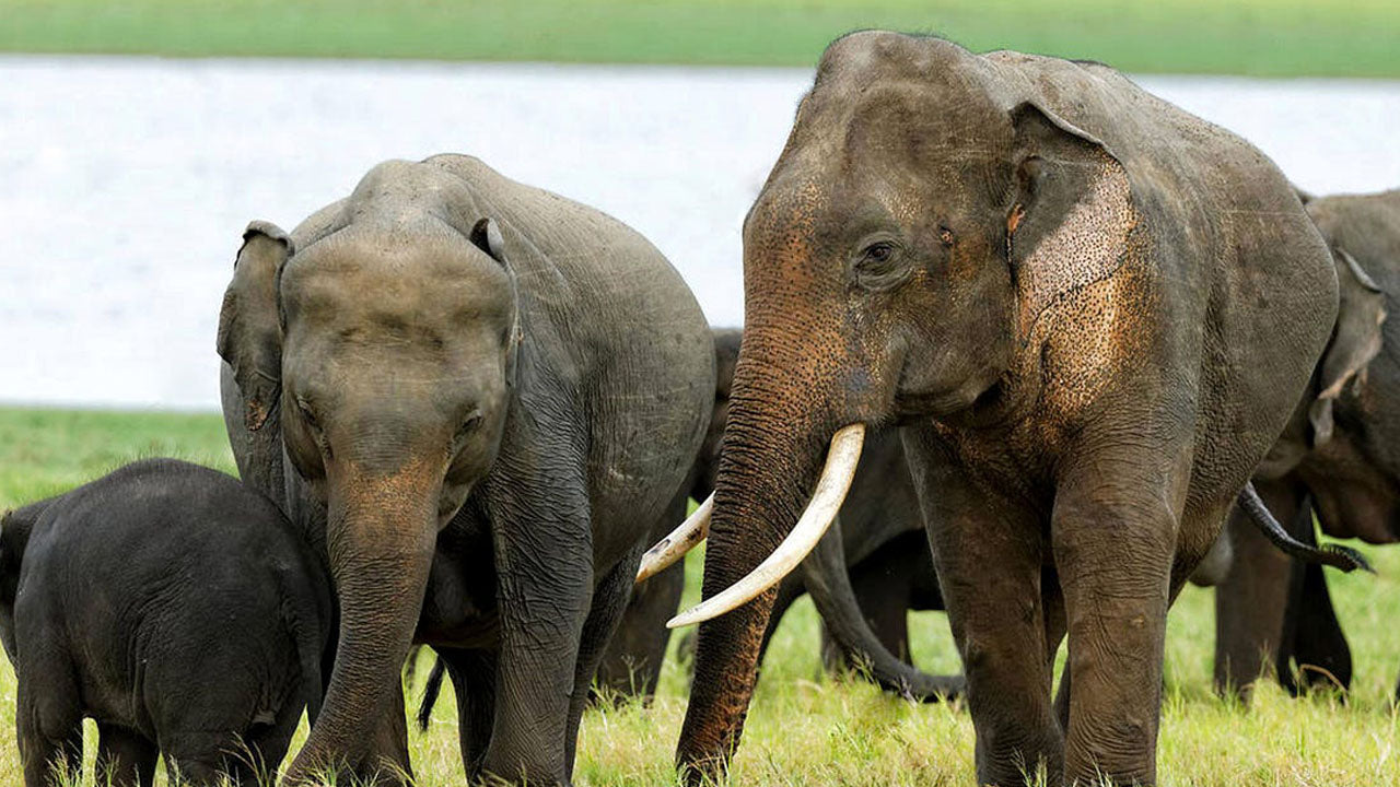 Bilety wstępu do Parku Narodowego Kala Wawe