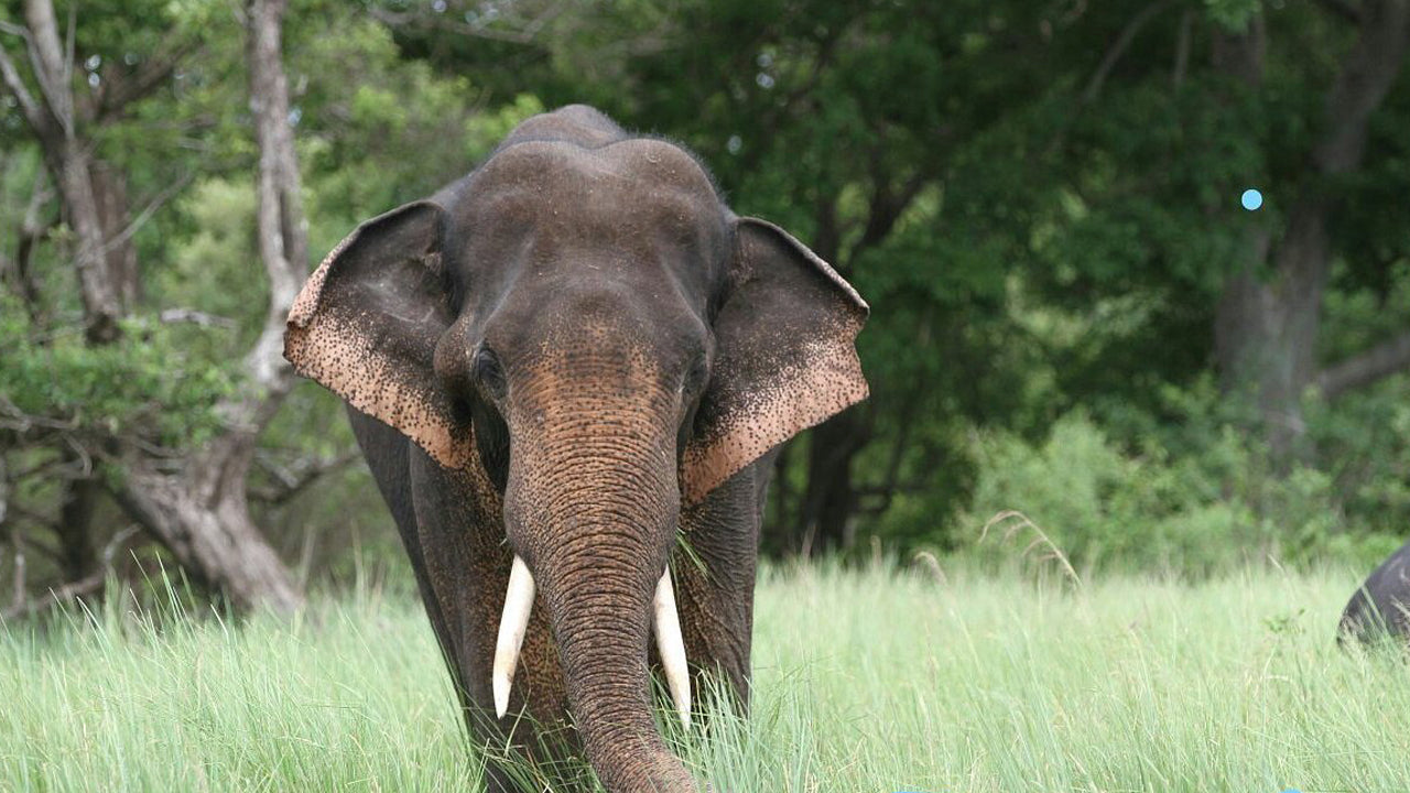 Bilety wstępu do Parku Narodowego Kala Wawe