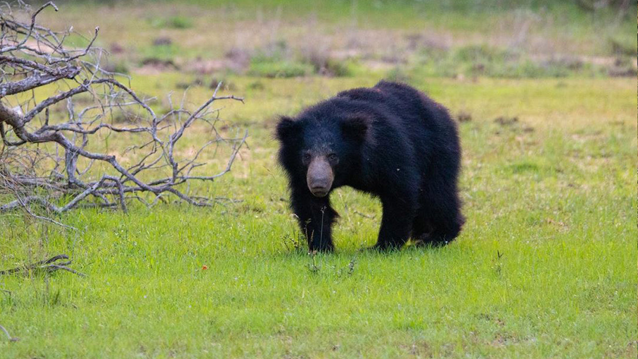 Bilety wstępu do Parku Narodowego Wilpattu