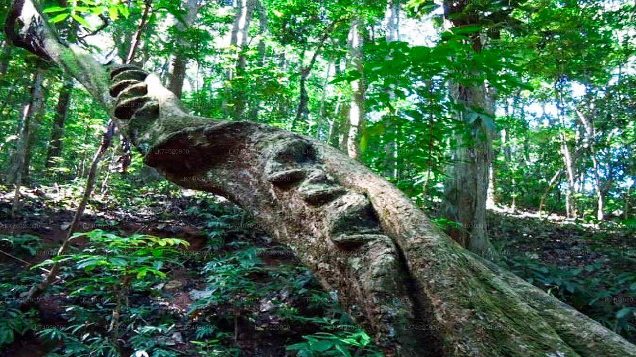 Wędrówka do Rezerwatu Leśnego Udawattakele z Kandy