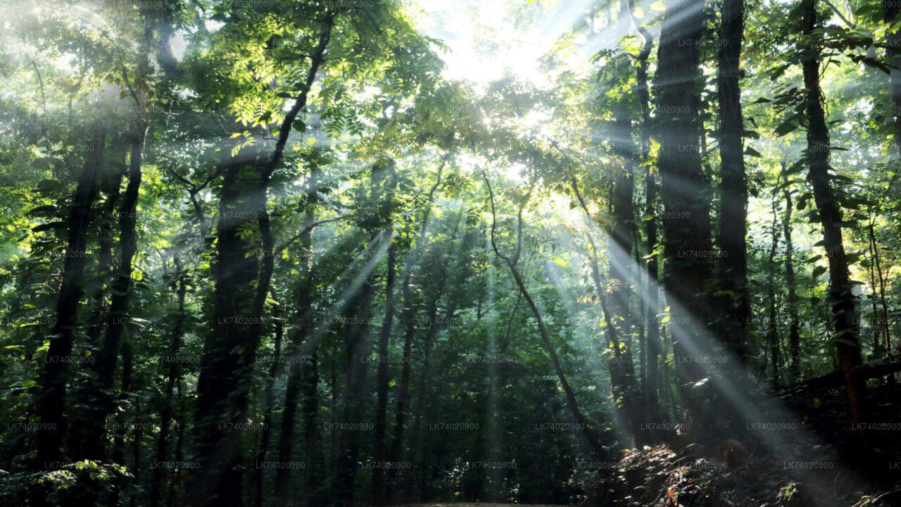 Wędrówka do Rezerwatu Leśnego Udawattakele z Kandy