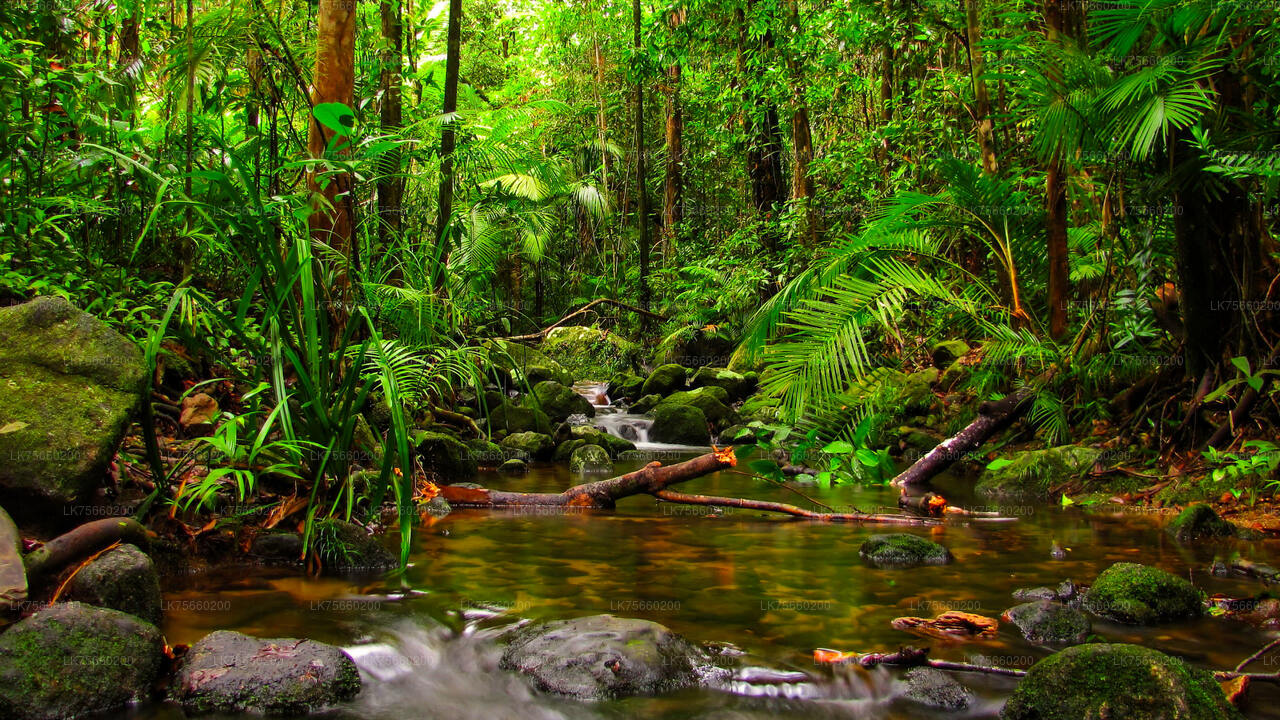 Obserwacja ptaków na Muthurajawela Marsh z góry Lavinia