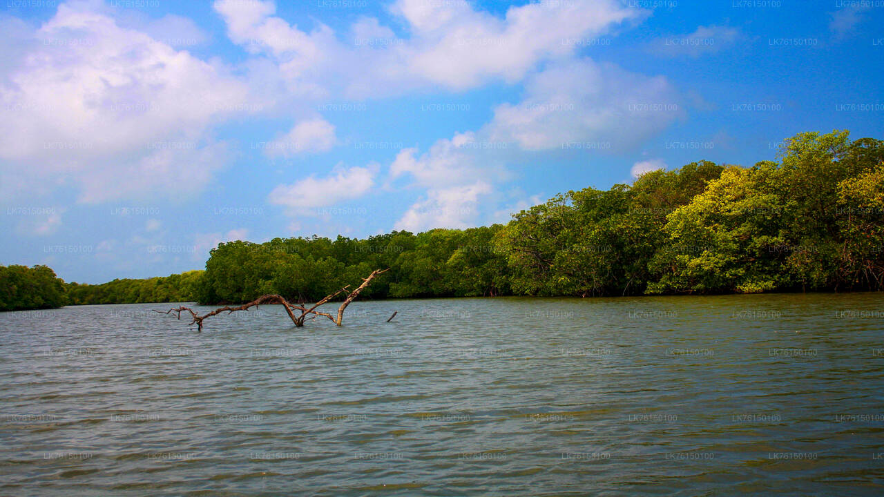 Lagoon Boat Tour from Kalpitiya