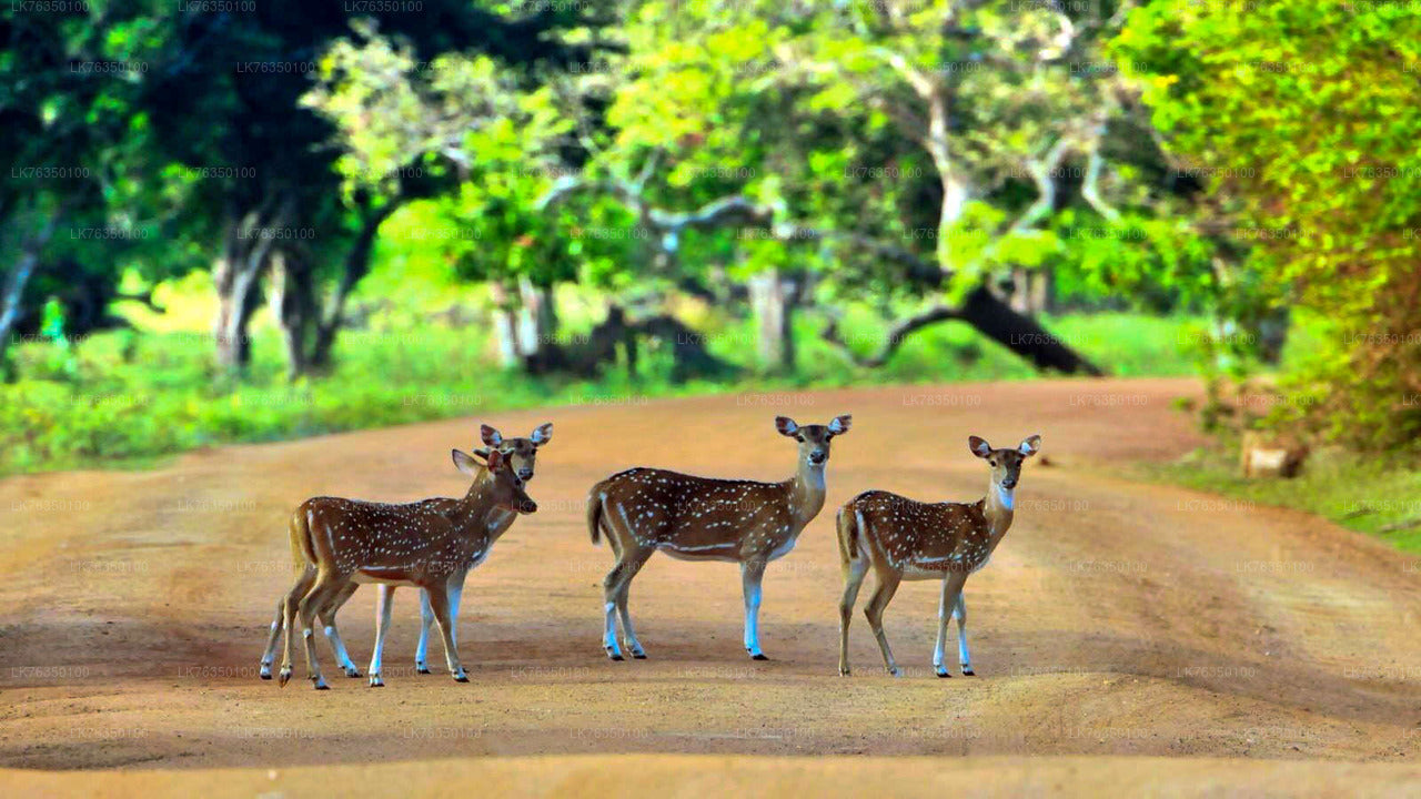 Przejażdżka łodzią po jeziorze Tissamaharama