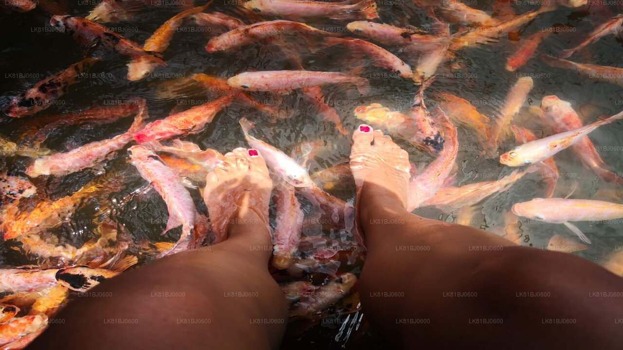 Wycieczka po mieście Bentota z portu w Kolombo