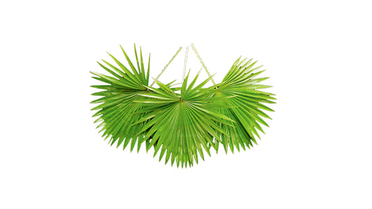 Lakpura Livistona Rotundifolia (20 Leaves) Medium
