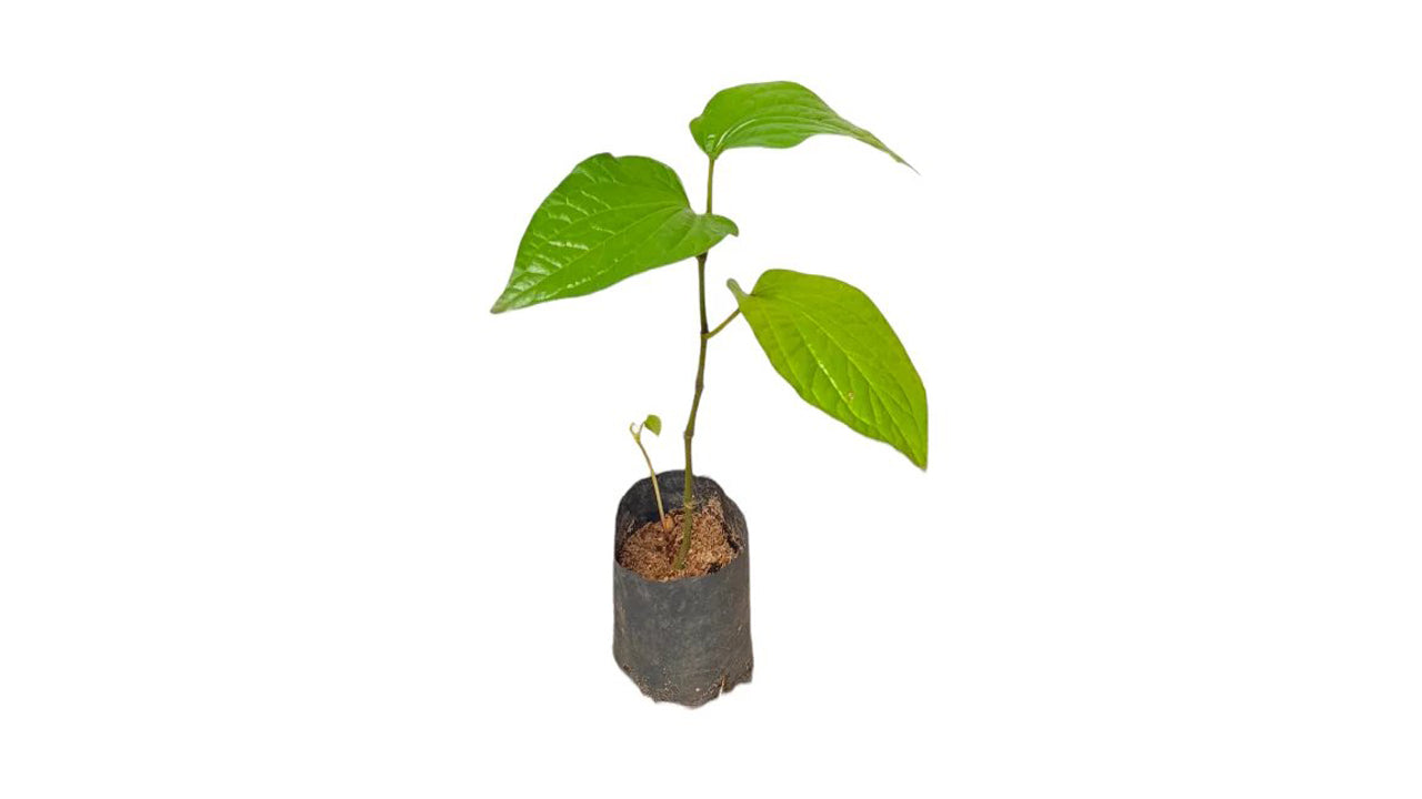 Lakpura Mala Bulat Plant